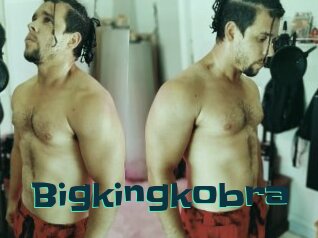 Bigkingkobra