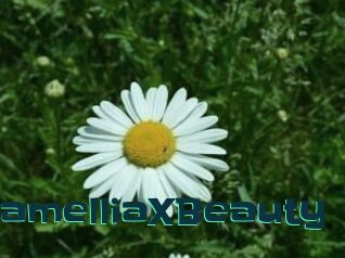 Camellia_XBeauty