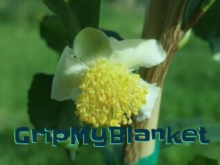 GripMyBlanket