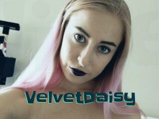 VelvetDaisy